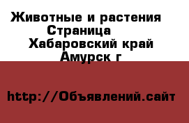  Животные и растения - Страница 37 . Хабаровский край,Амурск г.